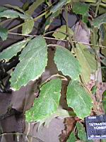 Tetrastigma Voinierianum (fam. Vitacees) (Vietnam, Laos) (1) (Photo F. Mrugala)